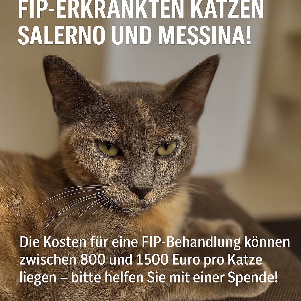 Dringende Hilfe für unsere FIP-erkrankten Katzen – Ein Aufruf zur Unterstützung