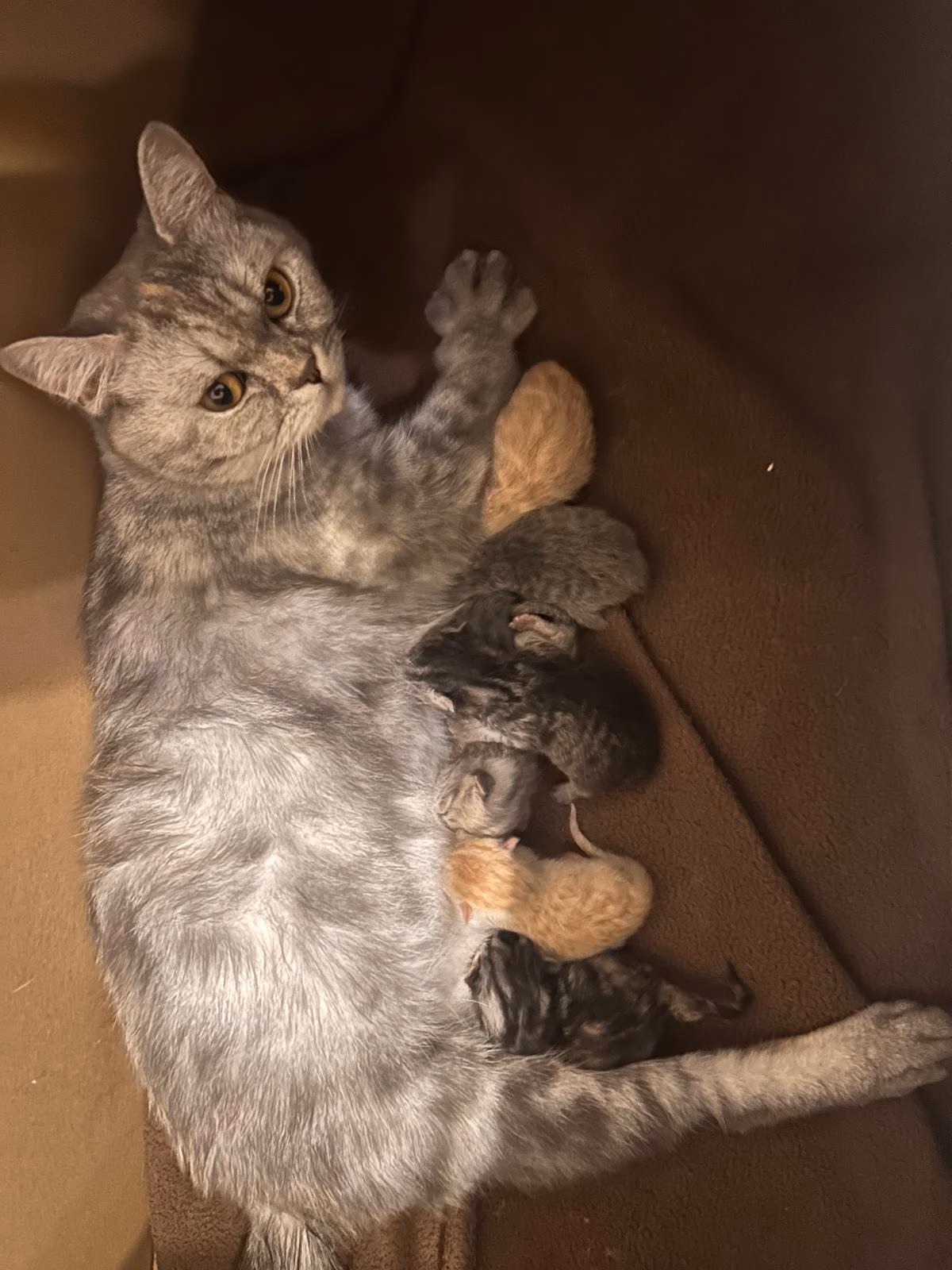 Sieben kleine Wunder: Mama Schnecke und ihre Kitten