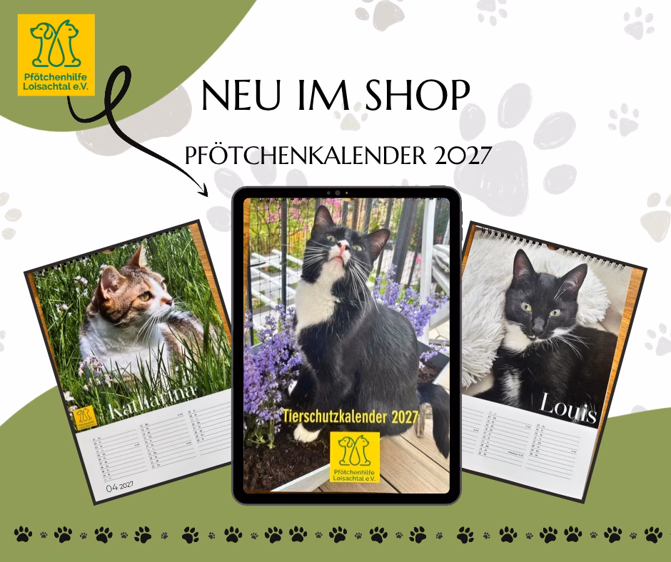 Jahreskalender 2027 Katzenkalender