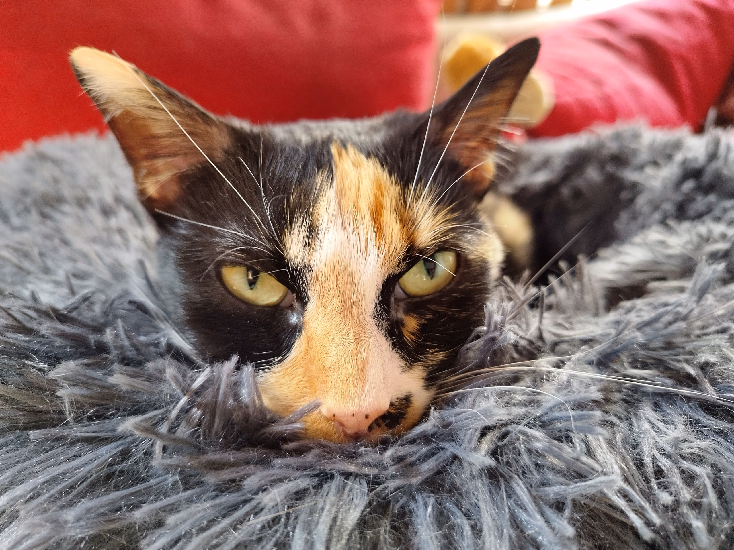 Spendenaufruf für unsere tapfere Hermine 🐾💖