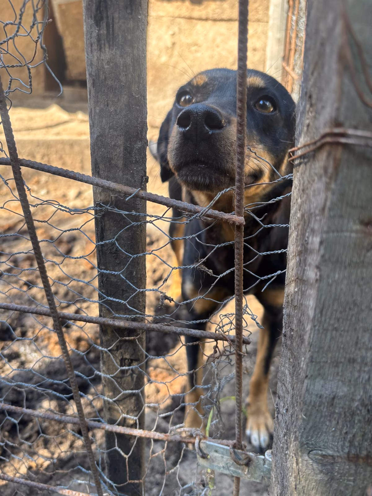 🐾 Es war einmal … Ein Shelter in Rumänien