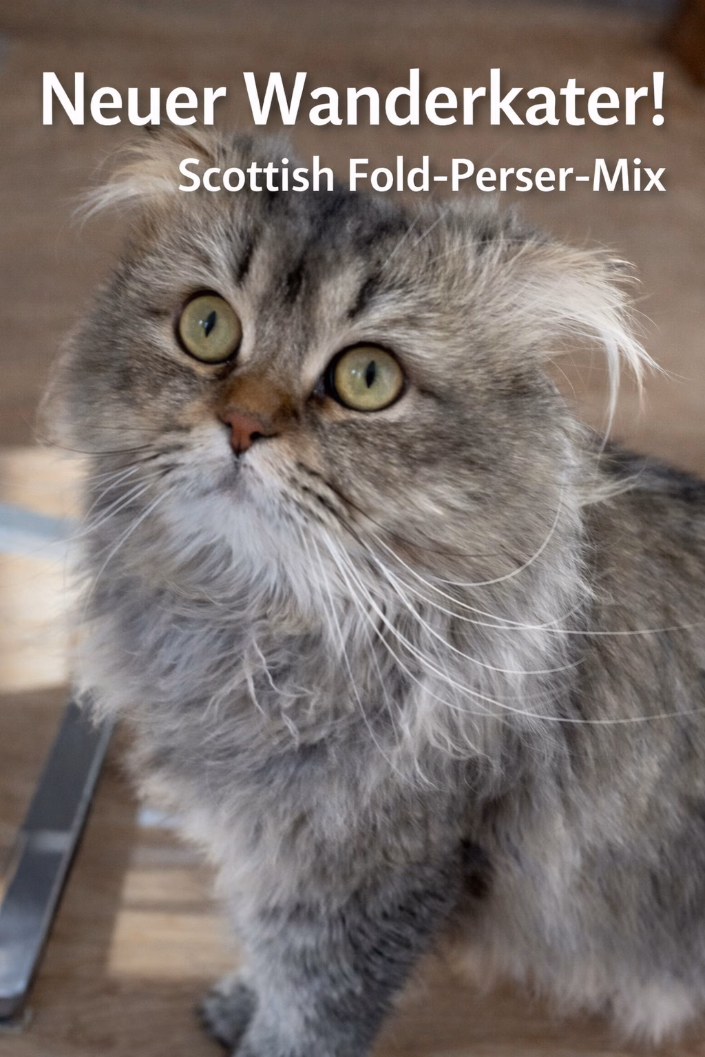 kater verschenkt auf Kleinanzeigen