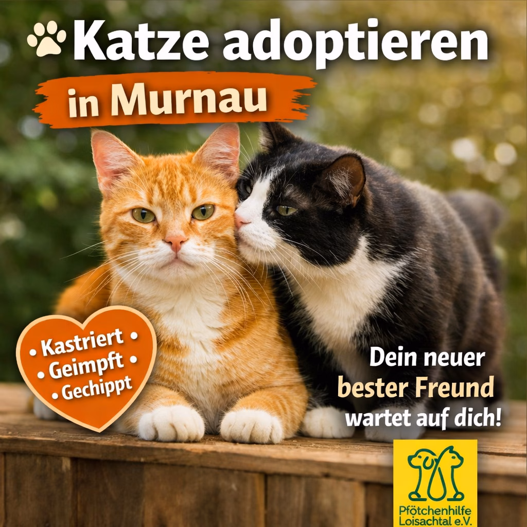 Katze adoptieren Murnau – Pfötchenhilfe Loisachtal Katzenvermittlung