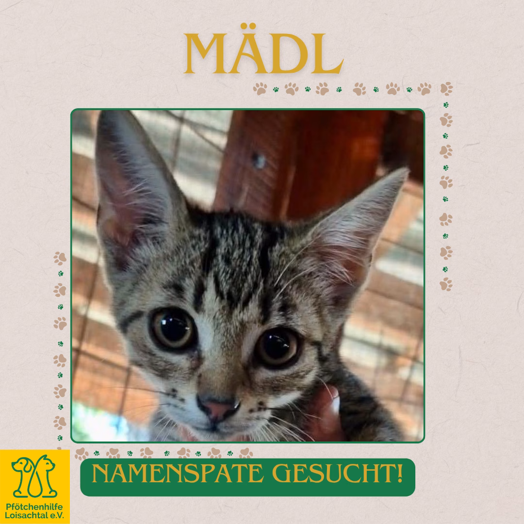 Namenspate Katze – Bild 4