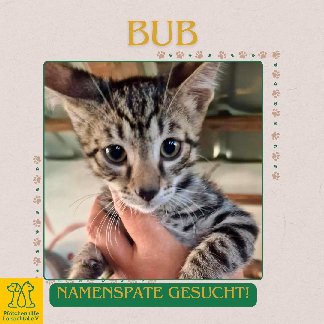 Namenspate Katze – Bild 3