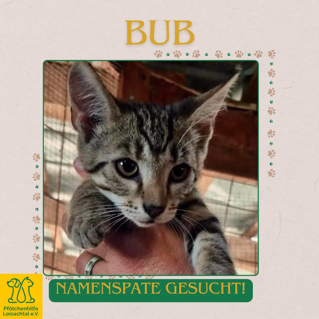 Namenspate Katze – Bild 2
