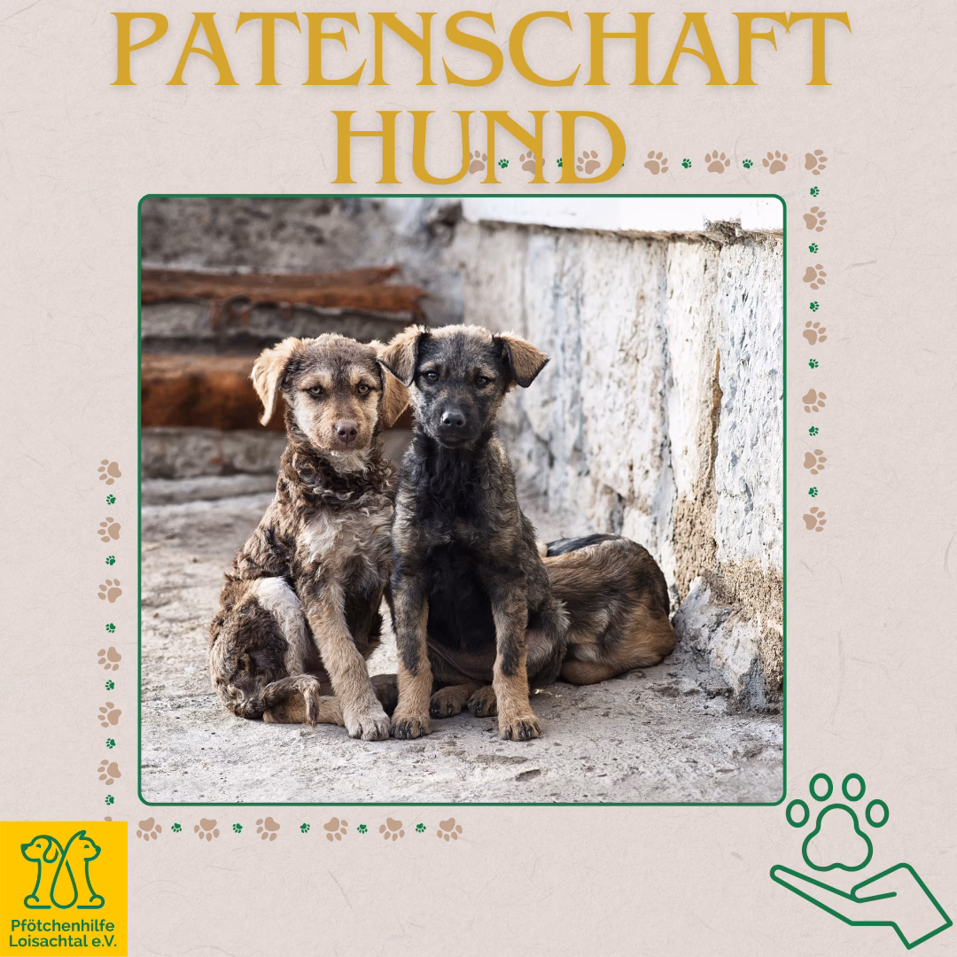 Patenschaft für einen Hund