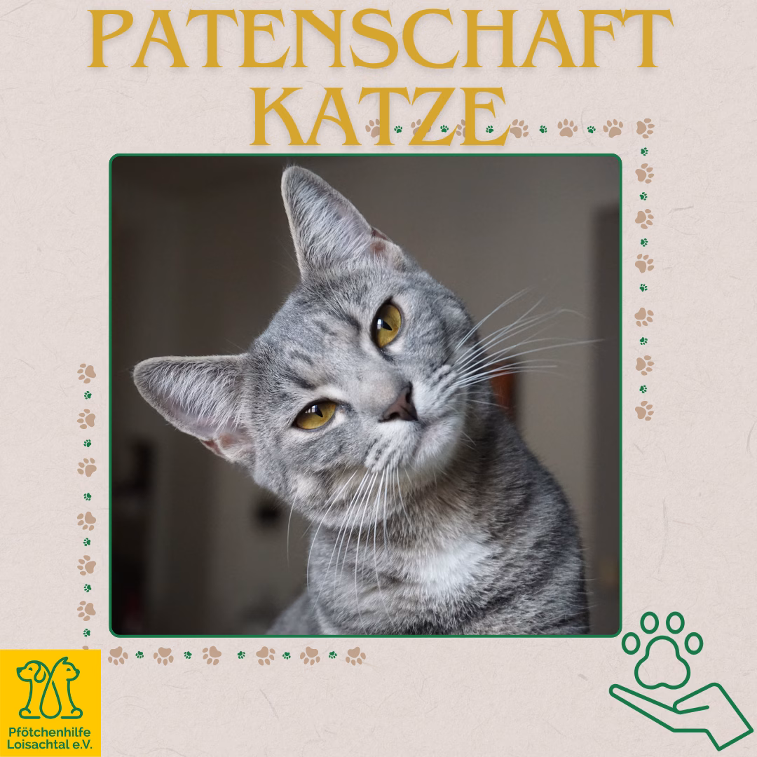 Patenschaft für eine Katze