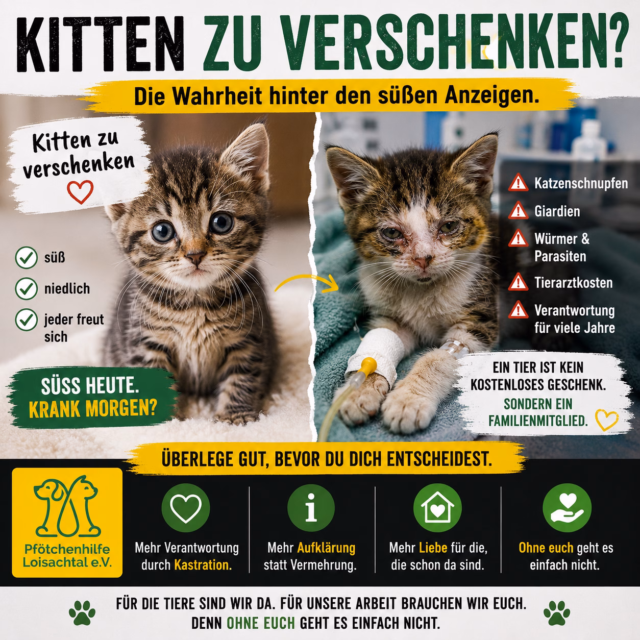 „Kitten zu verschenken“ – die Wahrheit hinter kostenlosen Katzenbabys