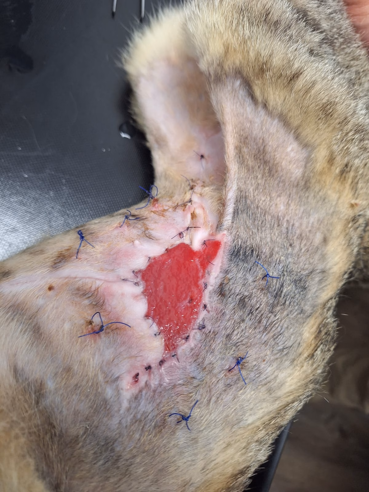 Update zu Kater Mango – ein kleiner Schritt nach dem anderen