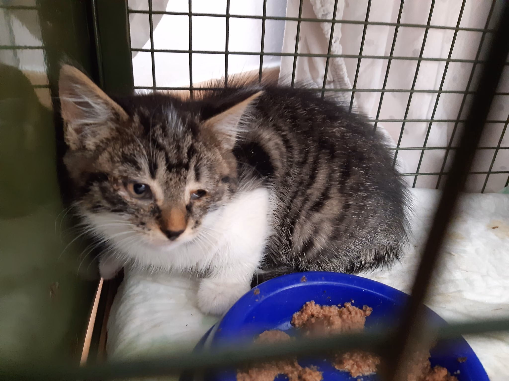Und wieder neue Kitten – warum wir eure Hilfe brauchen
