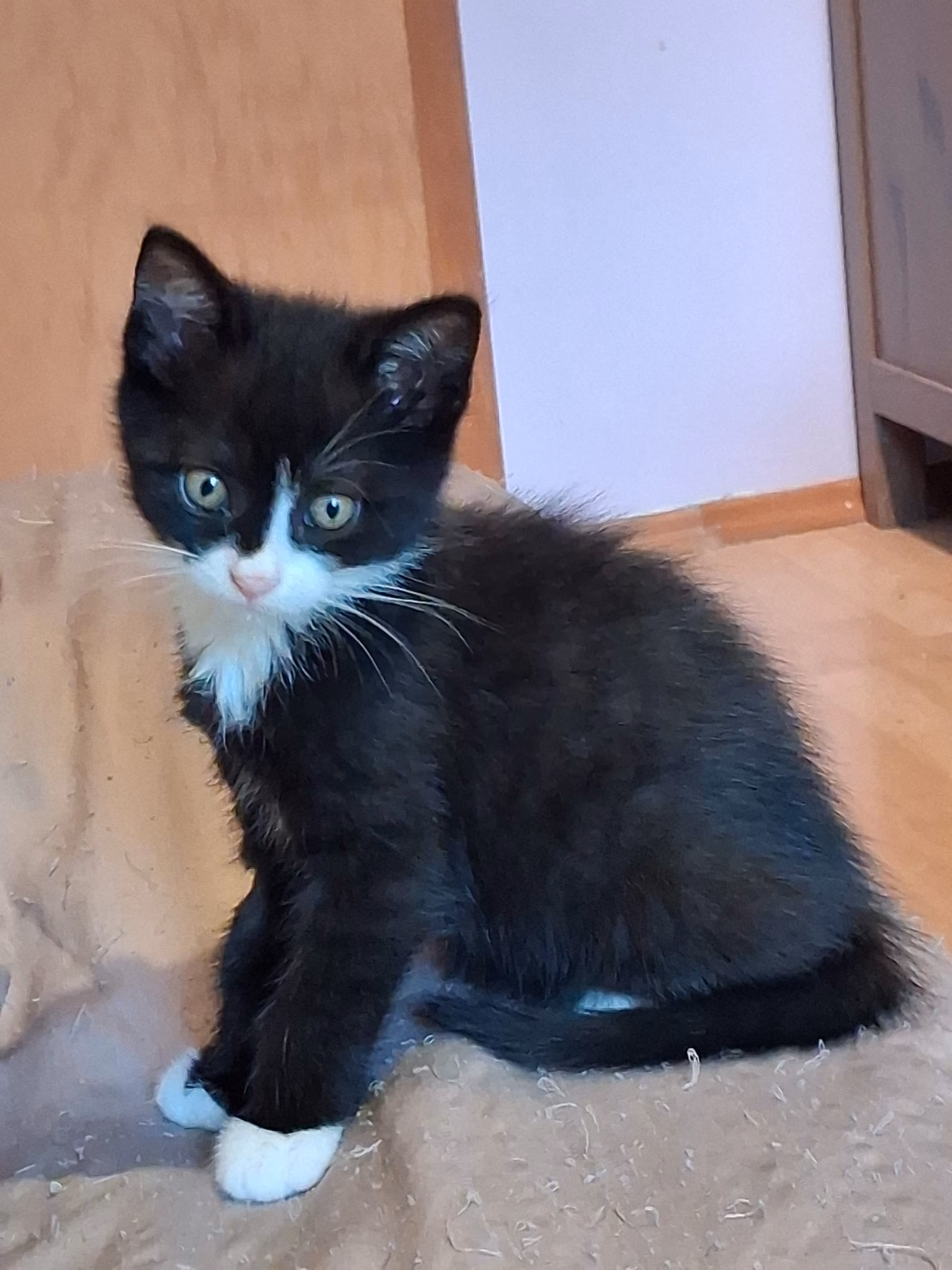 Katzen aus dem Tierschutz suchen ein Zuhause