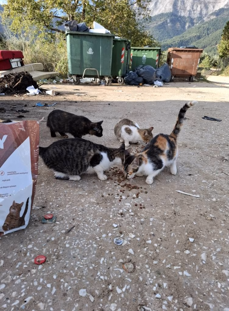 Kastrationskampagne Tierärztepool Thassos – Gemeinsam das Leid der Straßentiere stoppen