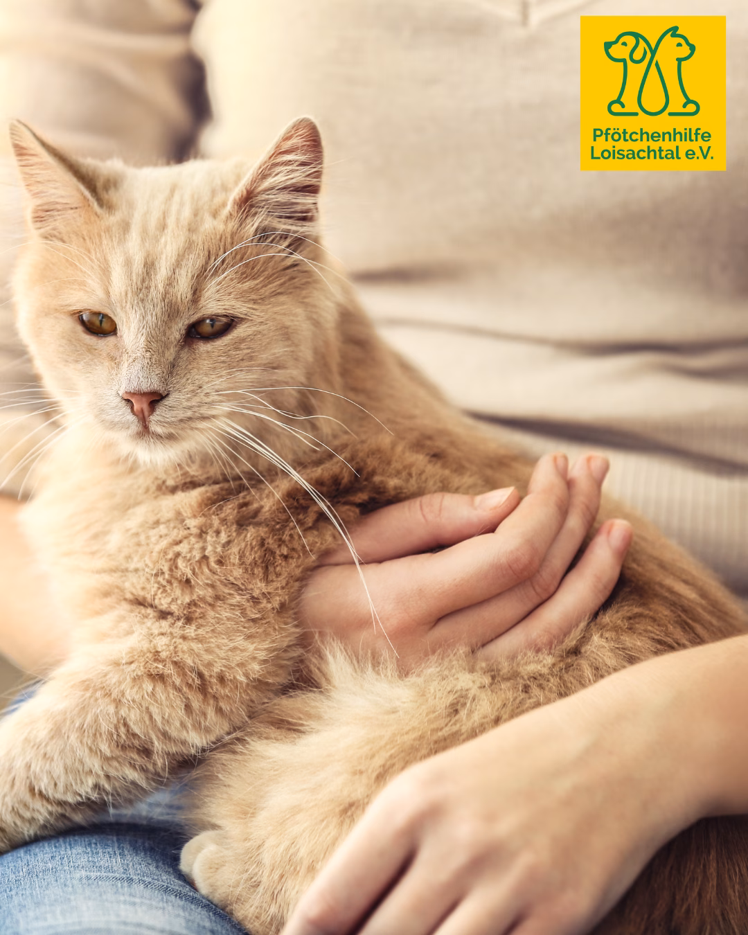 Adoptionsablauf Katze