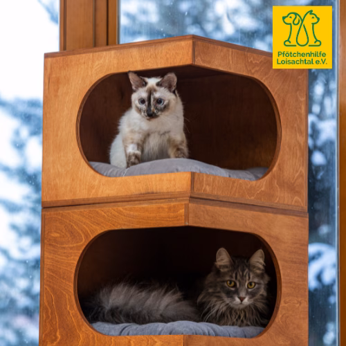 Wohnungshaltung Katzen