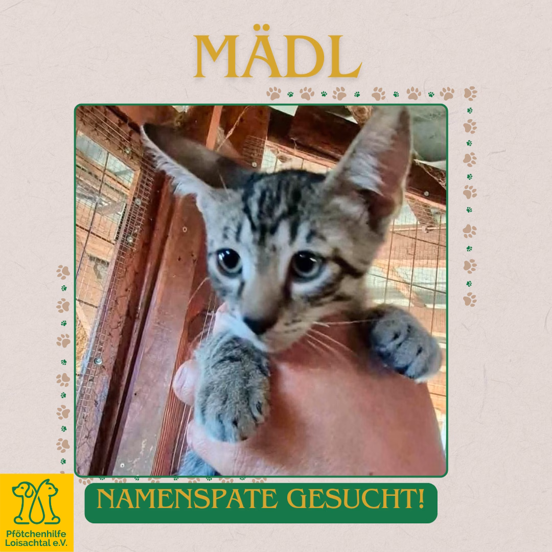 Namenspate Katze – Bild 6