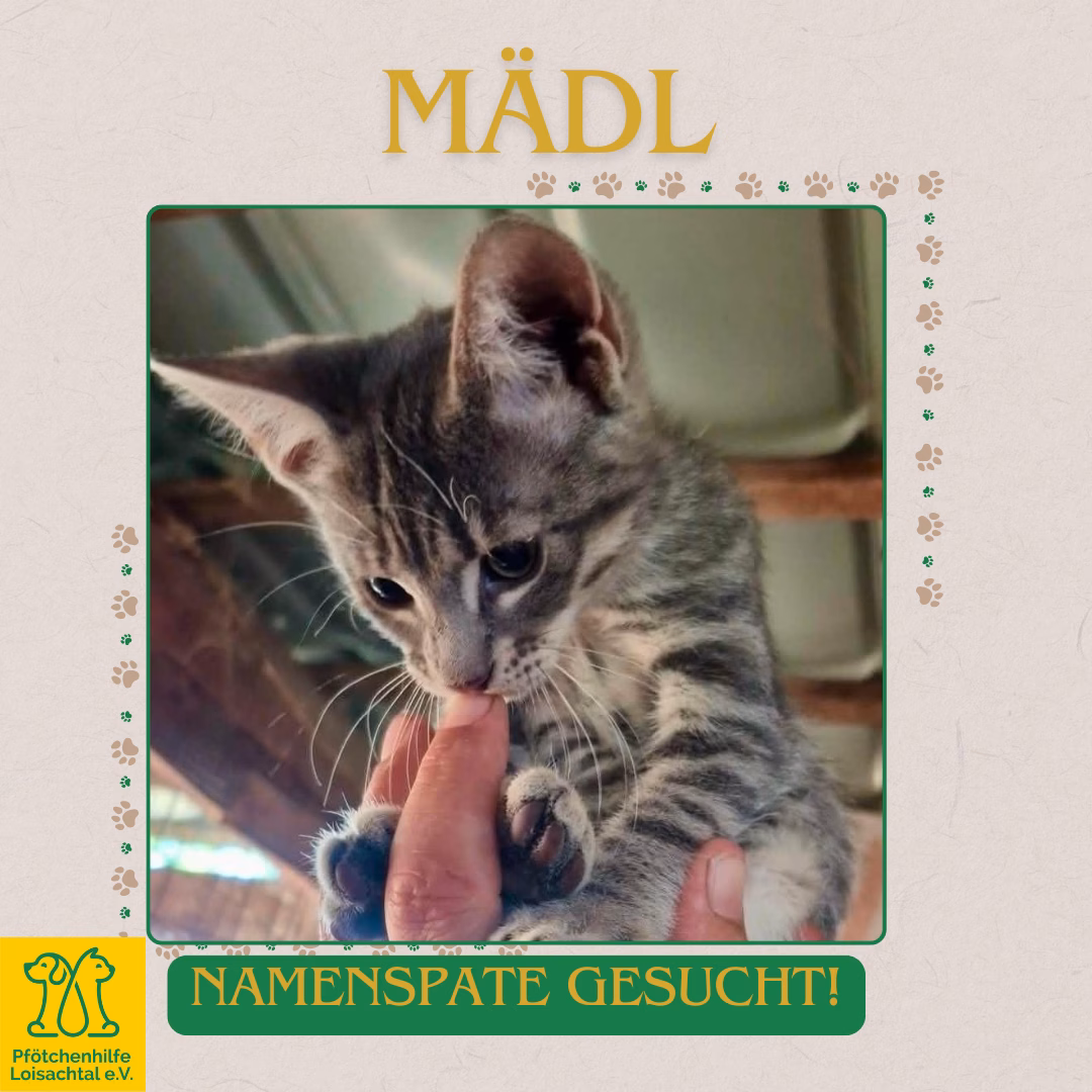 Namenspate Katze – Bild 5