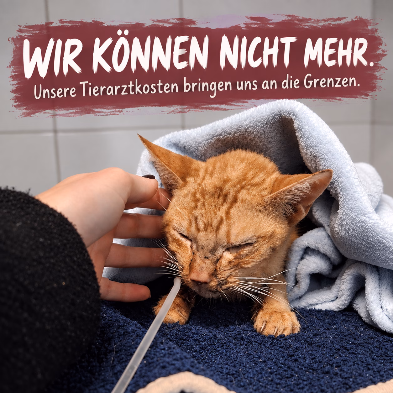 WIR KÖNNEN NICHT MEHR. 💔 Unsere Tierarztkosten bringen uns an unsere Grenzen.