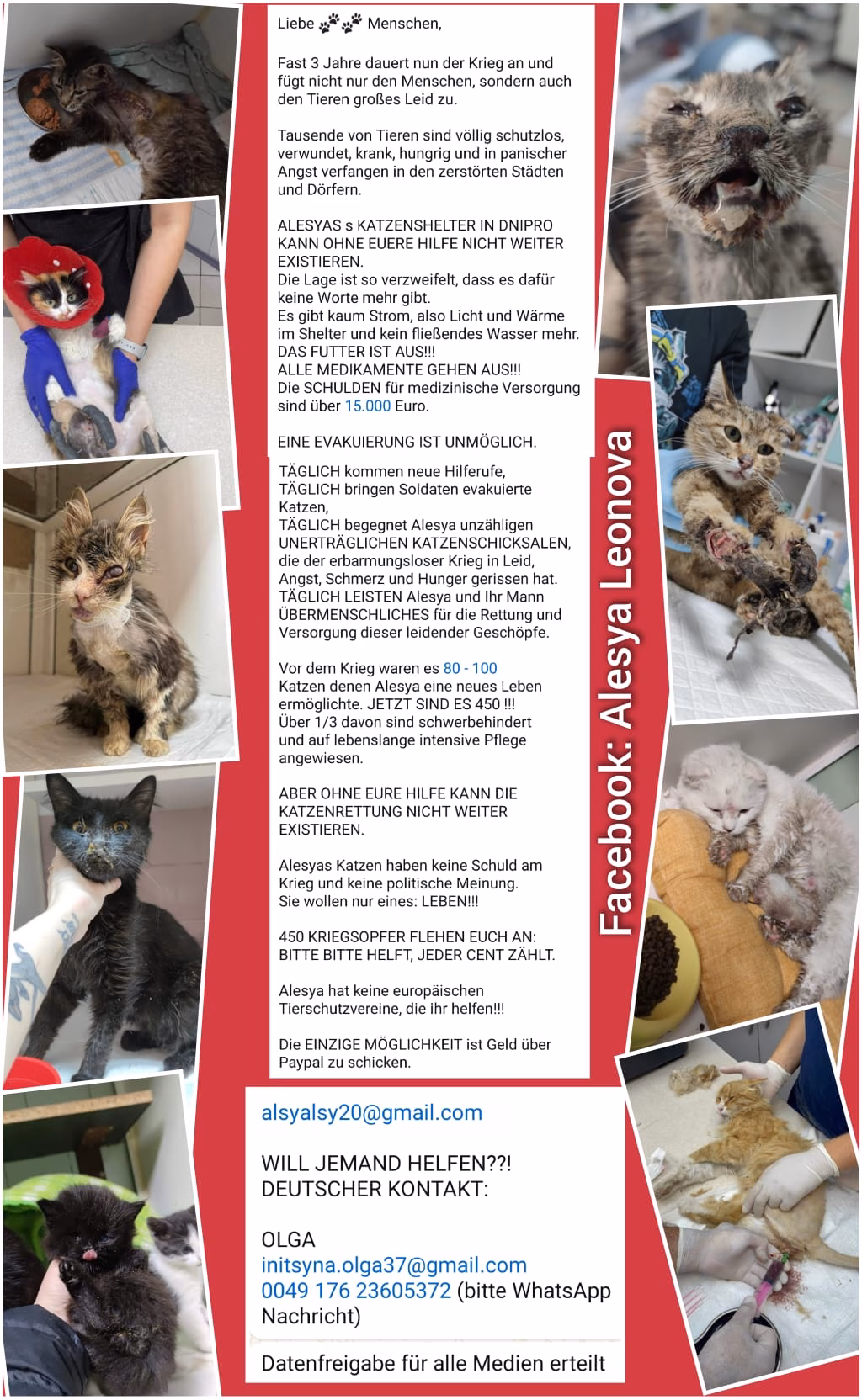 🐾 Gemeinsam für Alesyas Katzen Ukraine in Not 🐾